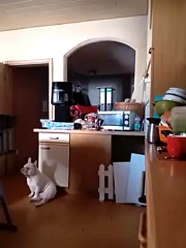 Wishes813 online show from March 18, 11:46 am