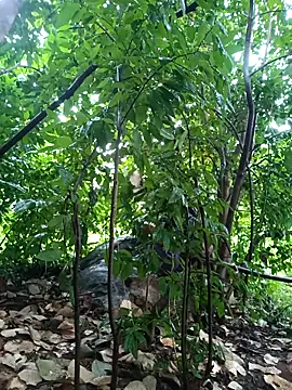 Snapshot of Piyush_2024 chatting on October 26, 2:24 am Piyush 2024 online show from October 26, 2:24 am