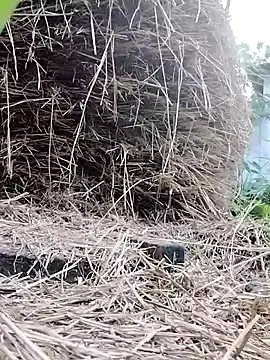 arafat mia online show from April 21, 2:15 am