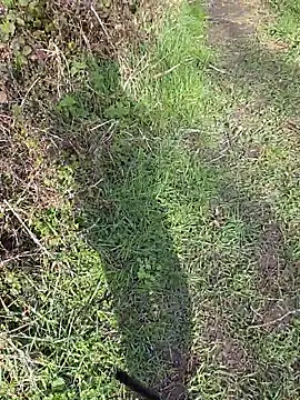 nataliecdlive online show from March 14, 2:13 pm