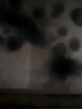 Leocesar37 online show from April 24, 4:31 pm