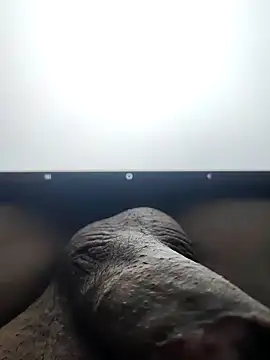 montero 3535 online show from February 5, 8:14 pm