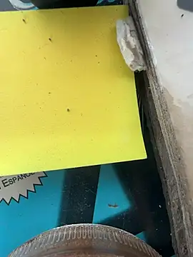 pegaso888888 online show from March 17, 8:55 pm