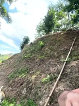 pegaso888888 online show from March 20, 7:29 pm