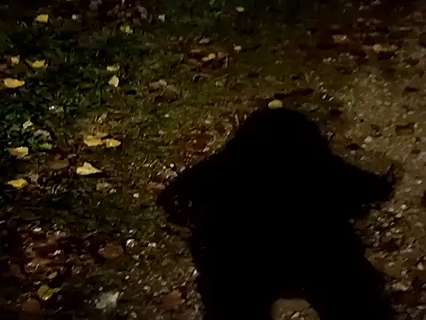 jvdzj-0  online show from October 29, 10:45 pm