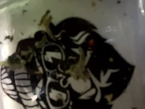 Bbrn69official online show from March 18, 1:41 am