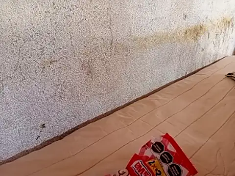 Feertorres  online show from February 1, 6:17 pm