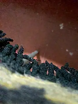 Pitinxxx online show from November 5, 1:07 am