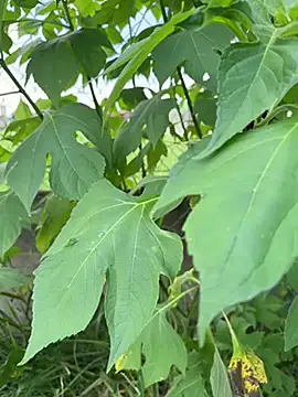 magraocam online show from April 9, 4:57 pm