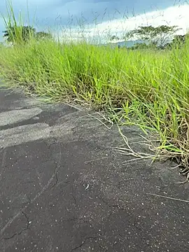 magraocam online show from April 2, 7:55 pm