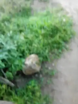 Suga98 online show from October 30, 12:24 am