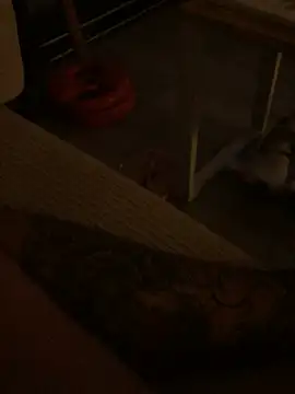 psilocibina22 online show from March 21, 3:21 am