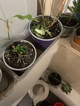 sexysmithbaby online show from January 17, 4:59 am