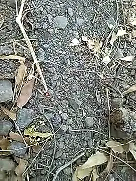 Cute Boy 4 online show from April 25, 8:17 am