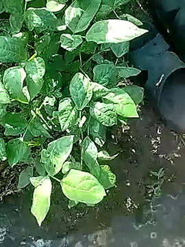 Cute Boy 4 online show from April 28, 2:27 am