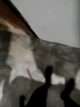 nisal 56 online show from February 9, 1:49 pm