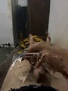 Polomoro23 online show from March 27, 7:37 pm