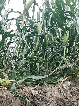 ThethunderPo online show from April 28, 2:38 am