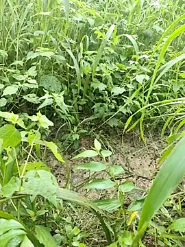 samm1437a online show from September 28, 9:18 am