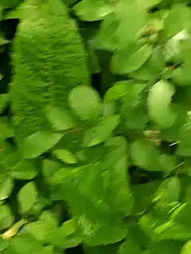 Mallu King of Penis online show from May 3, 4:20 pm